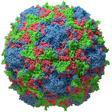 Polio Virus